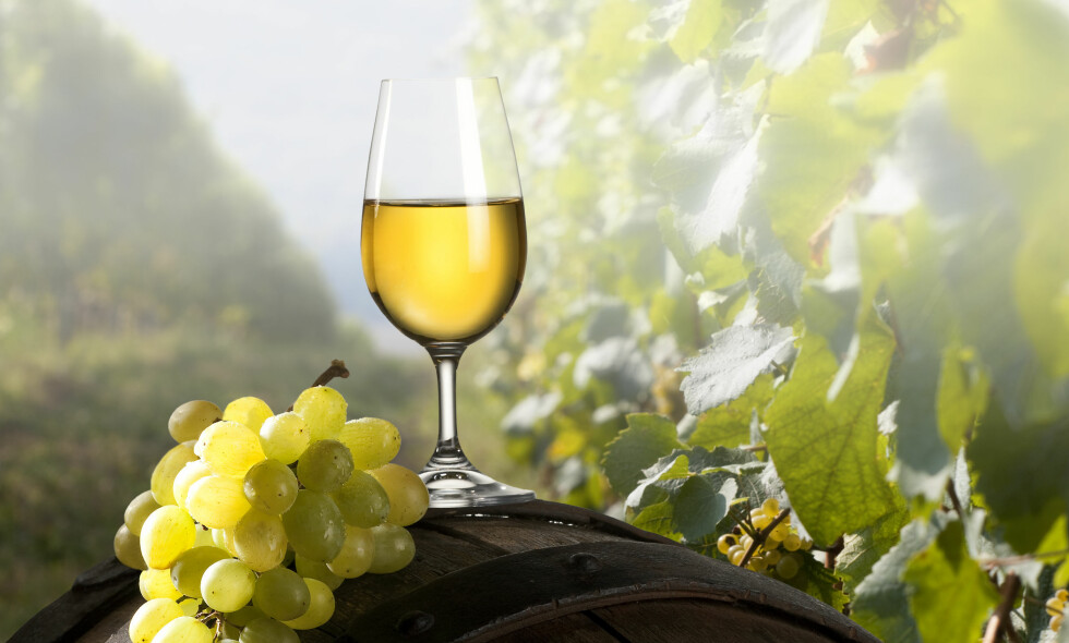 NYT SOMMEREN: Vinmonopolet har et godt utvalgt gode hvitviner. Vi har testet ti til terningkast seks! Foto: JIRKABURSIK / SHUTTERSTOCK / NTB SCANPIX NYT SOMMEREN: Vinmonopolet har et godt utvalgt gode hvitviner. Vi har testet ti til terningkast seks! Foto: JIRKABURSIK / SHUTTERSTOCK / NTB SCANPIX