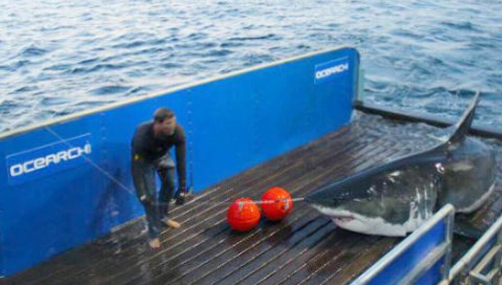 BLANT MENNESKER: Mary Lee om bord i et av Ocearchs forskningsskip. Foto: Ocearch BLANT MENNESKER: Mary Lee om bord i et av Ocearchs forskningsskip. Foto: Ocearch