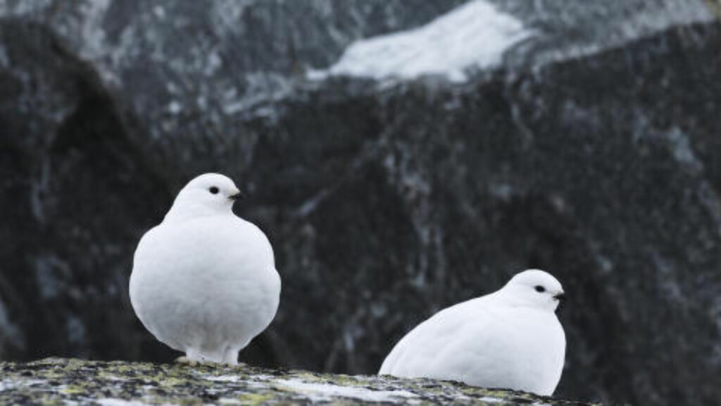 Noen steder ser man imidlertid allerede at varmere klima har negativ effekt for enkelte arter. - Mange fjellfugler gjør det dårlig, blant annet begge rypeartene, sier Steel i SABIMA.
Foto: Erlend Haarberg / NN / Samfoto Noen steder ser man imidlertid allerede at varmere klima har negativ effekt for enkelte arter. - Mange fjellfugler gjør det dårlig, blant annet begge rypeartene, sier Steel i SABIMA.
Foto: Erlend Haarberg / NN / Samfoto