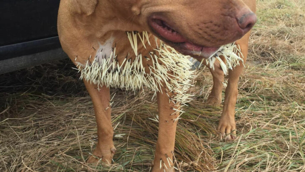 PIGGER: Hunden Nestah fikk piggene inn i lungene og hjertet. Foto: Mike Gerrand/Splash News PIGGER: Hunden Nestah fikk piggene inn i lungene og hjertet. Foto: Mike Gerrand/Splash News