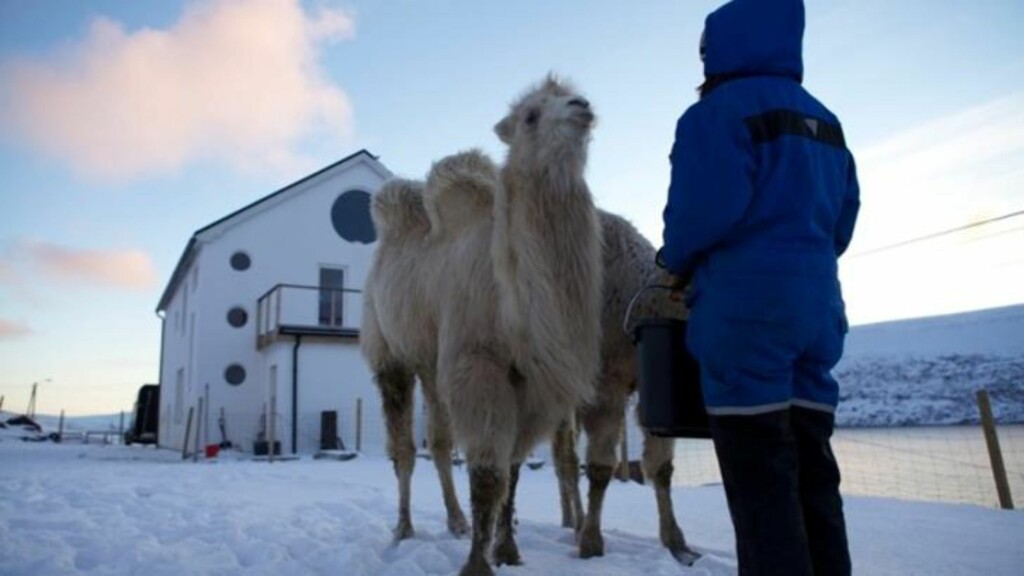 FINNMARK-KAMELER: Bor og Bestla har fått et nytt hjem på "motsatt" side av jordkloden, og værer på lang avstand når matmor Oddveig Sætereng kommer med matbøtta. Foto: Øystein Sætereng. FINNMARK-KAMELER: Bor og Bestla har fått et nytt hjem på "motsatt" side av jordkloden, og værer på lang avstand når matmor Oddveig Sætereng kommer med matbøtta. Foto: Øystein Sætereng.