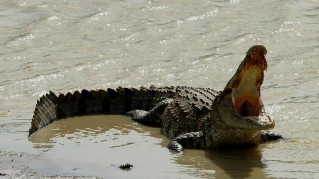 KROKODILLE PÅ RØMMEN: En liten krokodille klarte forrige uke å komme seg ut av buret den ble fraktet i under en flyvning fra Brisbane til Melbourne. Illustrasjonsfoto: AFP PHOTO/Ishara S. KODIKARA KROKODILLE PÅ RØMMEN: En liten krokodille klarte forrige uke å komme seg ut av buret den ble fraktet i under en flyvning fra Brisbane til Melbourne. Illustrasjonsfoto: AFP PHOTO/Ishara S. KODIKARA