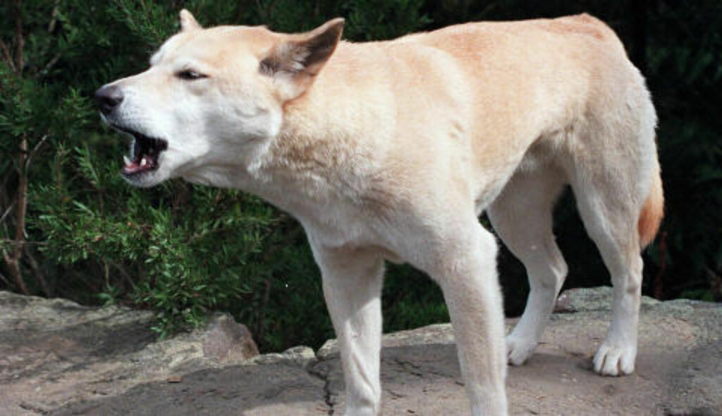 DINGO: Dette er et bilde av en dingo, som er en australsk villhund. Foto: AP Photo/Russell McPhedran/NTBScanpix DINGO: Dette er et bilde av en dingo, som er en australsk villhund. Foto: AP Photo/Russell McPhedran/NTBScanpix