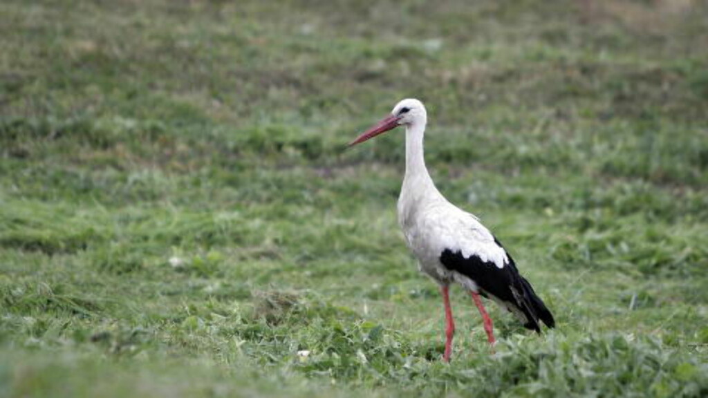 STORK: En stork i motoren er ikke bra for flyturen. Derfor måtte østerrikske soldater jage bort storker bed å stirre på dem i forkant av flyshowt som startet i Østerrike i dag. Foto: Geir Bølstad/Dagbladet STORK: En stork i motoren er ikke bra for flyturen. Derfor måtte østerrikske soldater jage bort storker bed å stirre på dem i forkant av flyshowt som startet i Østerrike i dag. Foto: Geir Bølstad/Dagbladet