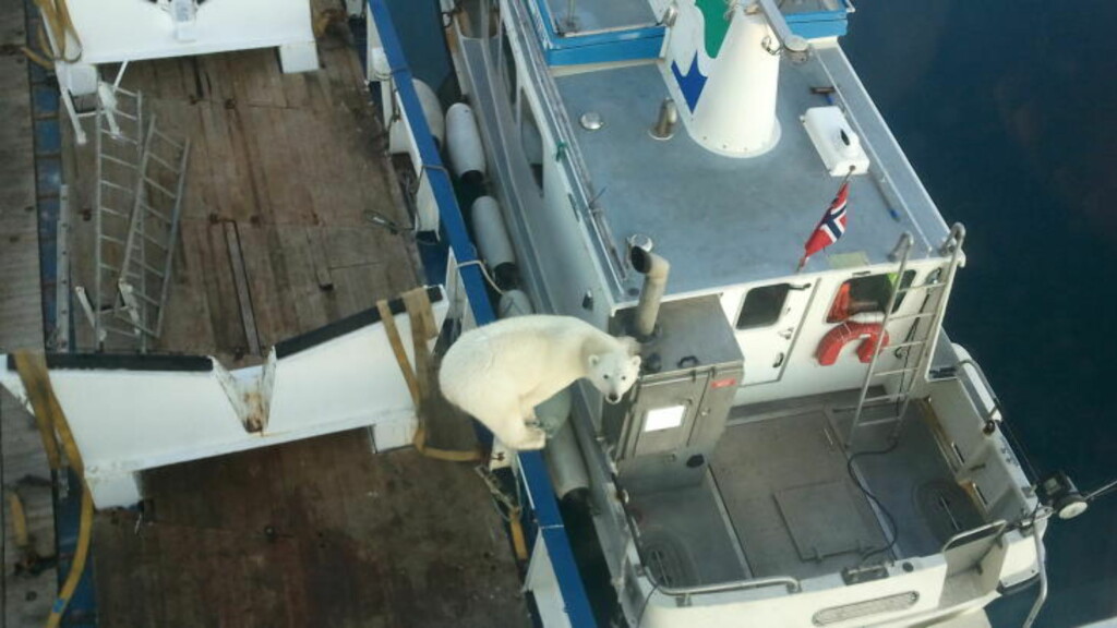 ISBJØRN OMBORD: Mannskapet på 12 ombord på forskningsskipet "Hydrograf" ble vekket klokka 02 på natta at at en ung isbjørn hadde tatt seg ombord. Her er isbjørnen på vei over i en av de to målebåtene som var med på oppdraget helt nord på Svalbard for Statens kartverk. Det var fra en slik båt på 37 fot at Kristian Brandsøy og to kolleger så en isbjørbinne og to unger spise en speise en sel. Foto: Kristian Brandsøy. ISBJØRN OMBORD: Mannskapet på 12 ombord på forskningsskipet "Hydrograf" ble vekket klokka 02 på natta at at en ung isbjørn hadde tatt seg ombord. Her er isbjørnen på vei over i en av de to målebåtene som var med på oppdraget helt nord på Svalbard for Statens kartverk. Det var fra en slik båt på 37 fot at Kristian Brandsøy og to kolleger så en isbjørbinne og to unger spise en speise en sel. Foto: Kristian Brandsøy.
