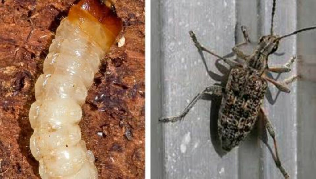 BARTRELØPER: Dette lille krypet kan også være en vanlig gjest i huset, og særlig på Østlandet. Foto: Wikipedia og fotki.com BARTRELØPER: Dette lille krypet kan også være en vanlig gjest i huset, og særlig på Østlandet. Foto: Wikipedia og fotki.com