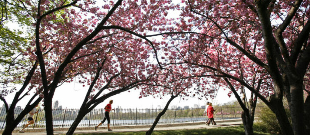 VÅR I NEW YORK: Dersom du er i New York i april, kan du besøke kirsebærblomstringsfestivalen i Brooklyn. Da blomstrer det også vakkert i Central Park. Foto: MIKE SEGAR / REUTERS VÅR I NEW YORK: Dersom du er i New York i april, kan du besøke kirsebærblomstringsfestivalen i Brooklyn. Da blomstrer det også vakkert i Central Park. Foto: MIKE SEGAR / REUTERS