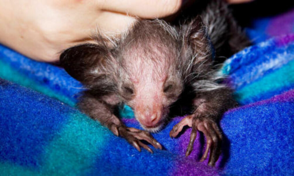 HJELPELØS: Den nyfødte aye-ayen får kjærlig omsorg i dyrehagen. Foto: DAVE PARSONS/DENVER ZOO/AP/SCANPIX HJELPELØS: Den nyfødte aye-ayen får kjærlig omsorg i dyrehagen. Foto: DAVE PARSONS/DENVER ZOO/AP/SCANPIX