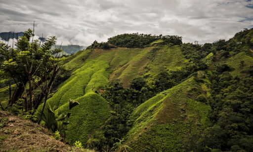 image: Kokainproduksjonen vokser i Colombia