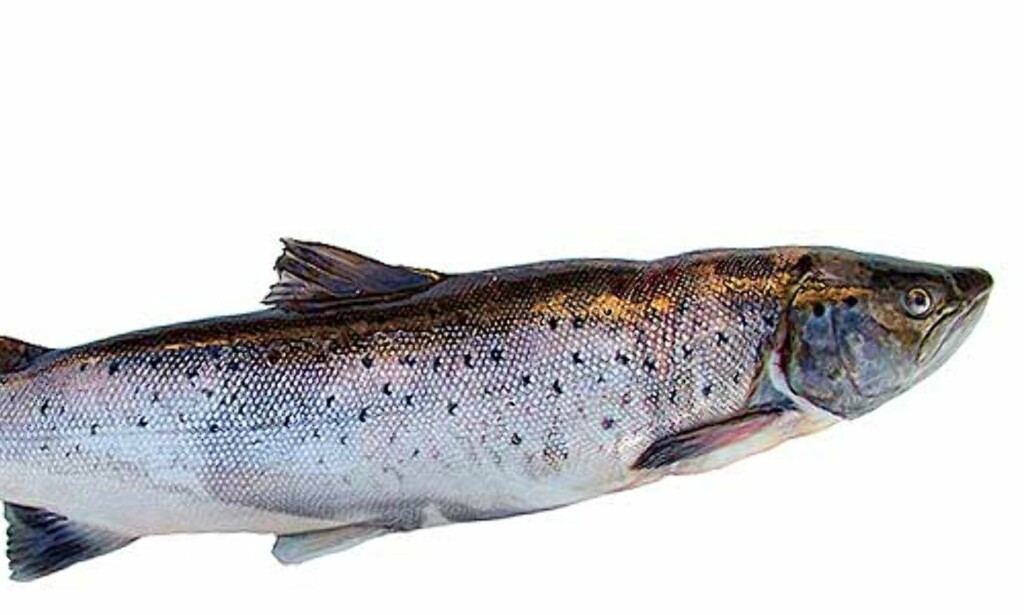 image: Nå skal fisken fange seg selv image: Nå skal fisken fange seg selv