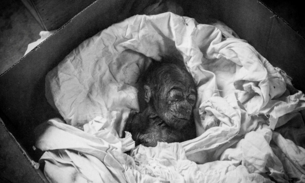 DEN GANG DA: Colo i 1957, helt nyfødt. Foto: Columbus Zoo and Aquarium / NTB Scanpix DEN GANG DA: Colo i 1957, helt nyfødt. Foto: Columbus Zoo and Aquarium / NTB Scanpix