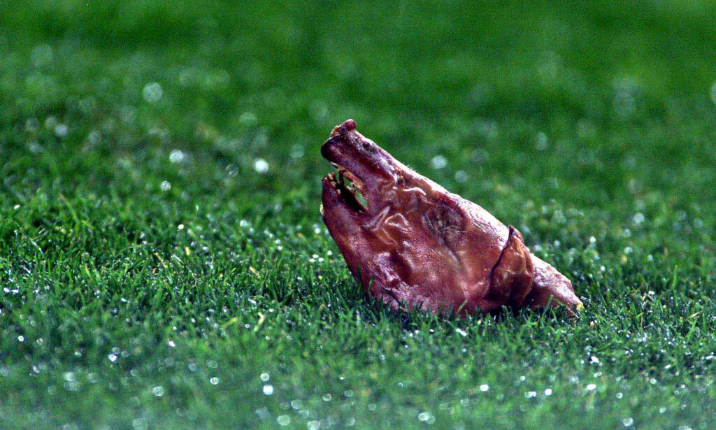 FANSEN REAGERTE: Et grisehode ble kastet på gressmatta da Luis Figo spilte på sin gamle hjemmebane Camp Nou i 2002. Foto: AP Photo/Courtesy of AS Newspaper/NTB Scanpix FANSEN REAGERTE: Et grisehode ble kastet på gressmatta da Luis Figo spilte på sin gamle hjemmebane Camp Nou i 2002. Foto: AP Photo/Courtesy of AS Newspaper/NTB Scanpix