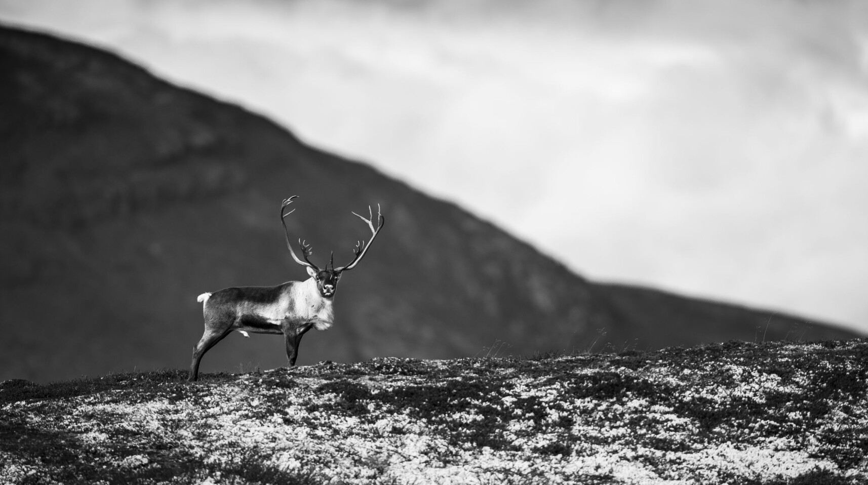I fare: Villrein i Norge er for første gang angrepet av sykdommen Chronic Wasting Disease (skrantesjuke). Planen for å forsøke å stoppe sykdommen er blodig og kontroversiell. Foto: Arnfinn Johansen / NTB Scanpix I fare: Villrein i Norge er for første gang angrepet av sykdommen Chronic Wasting Disease (skrantesjuke). Planen for å forsøke å stoppe sykdommen er blodig og kontroversiell. Foto: Arnfinn Johansen / NTB Scanpix