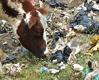 INNFØRER FORBUD: Denne kua beiter på ei søppelfylling i byen Ngong utenfor Nairobi Kenya, og vasser i plast. Nå innfører Kenya forbyd mot bruk av plastposer i håp om å få bukt med landets største miljøproblem. Foto: NTB Scanpix INNFØRER FORBUD: Denne kua beiter på ei søppelfylling i byen Ngong utenfor Nairobi Kenya, og vasser i plast. Nå innfører Kenya forbyd mot bruk av plastposer i håp om å få bukt med landets største miljøproblem. Foto: NTB Scanpix