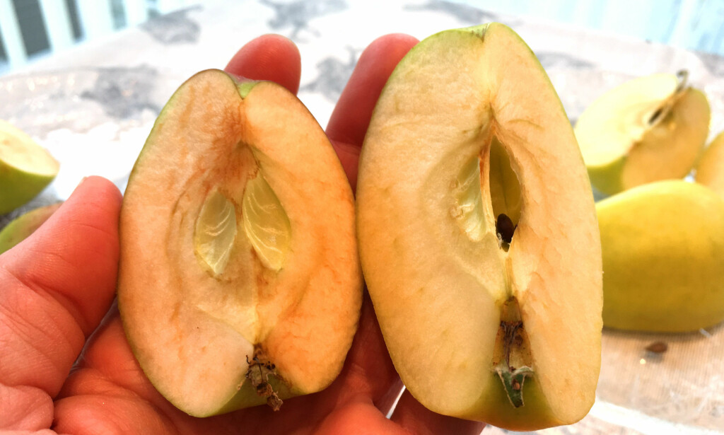 30 MINUTTER: Norsk eple til venstre, italiensk Golden Delicious til høyre. Foto: Kristin Sørdal 30 MINUTTER: Norsk eple til venstre, italiensk Golden Delicious til høyre. Foto: Kristin Sørdal