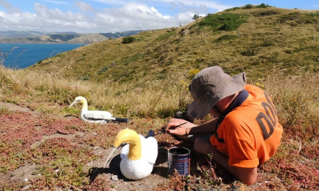 VEDLIKEHOLD: Naturvernerne restaurerer havsulene av betong i håp om å tiltrekke en koloni til øya. Foto: New Zealand Department of Conservation VEDLIKEHOLD: Naturvernerne restaurerer havsulene av betong i håp om å tiltrekke en koloni til øya. Foto: New Zealand Department of Conservation