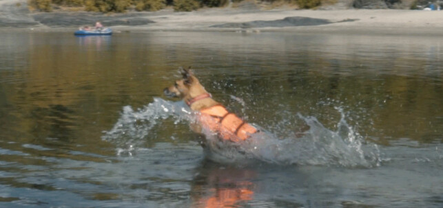 TIL SJØS: Husk at hunden må ha redningsvest i riktig størrelse når dere er ved vannet. TIL SJØS: Husk at hunden må ha redningsvest i riktig størrelse når dere er ved vannet.