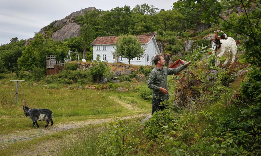 FARVEL TIL LANDSKAPSARKITEKTENE: En sommer er over og geitene som har sommerjobbet på gården skal hjem igjen. Foto: Mette Randem FARVEL TIL LANDSKAPSARKITEKTENE: En sommer er over og geitene som har sommerjobbet på gården skal hjem igjen. Foto: Mette Randem