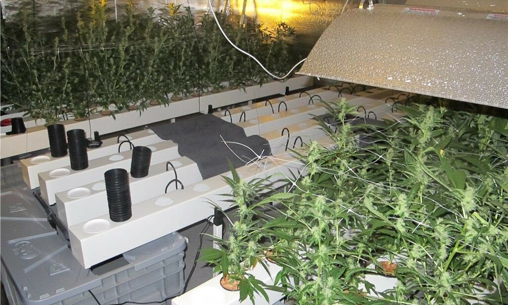BESLAG: I boligen fant politiet blant annet disse cannabisplantene. Foto: Politiet BESLAG: I boligen fant politiet blant annet disse cannabisplantene. Foto: Politiet