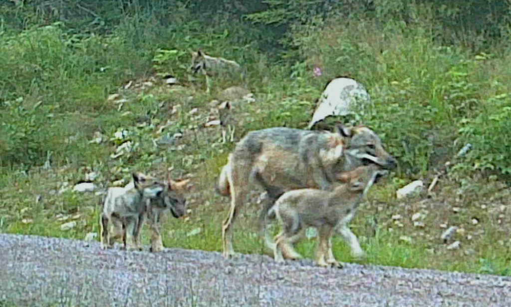 KYNNDALEN: Tre av seks unger sammen med ulvemor fanget opp på Finnskogen 25. juli. Foto: Viltkamera/Trond Burud/Rovdata. KYNNDALEN: Tre av seks unger sammen med ulvemor fanget opp på Finnskogen 25. juli. Foto: Viltkamera/Trond Burud/Rovdata.