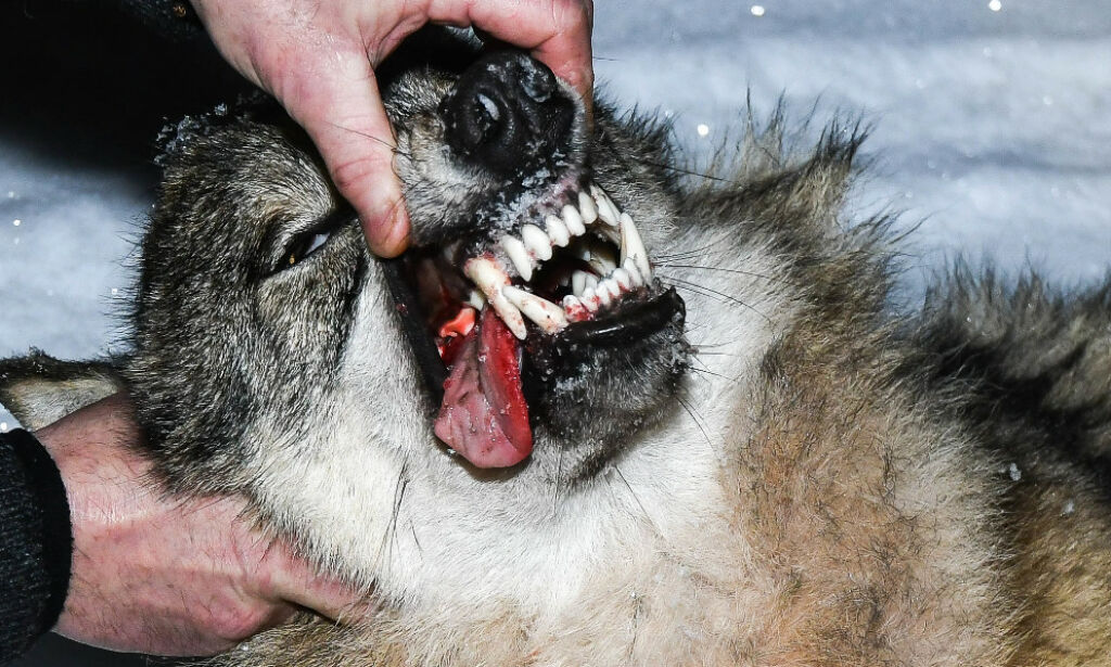 image: Ulv skutt i Viken
