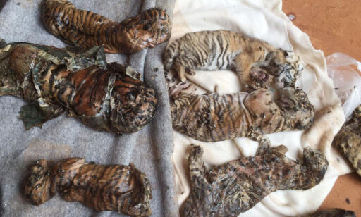 image: Fant 40 døde tigerunger i tempelfryser i Thailand