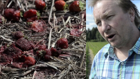 Norske jordbær råtner på jordene Norske jordbær råtner på jordene
