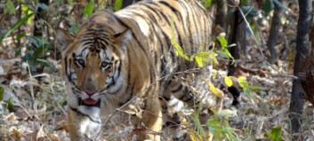 Tusenvis av indere leter etter hele landets favoritt-tiger Jai Tusenvis av indere leter etter hele landets favoritt-tiger Jai