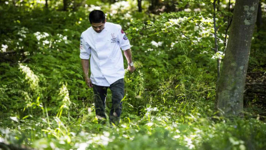 <strong>SANKE:</strong> En del av konkurransen er å finne spiselige vekster i naturen på Lolland, nær grensen til Tyskland. Bildet er fra fjorårets konkurranse. Foto: THE NATIVE COOKING AWARD <strong>SANKE:</strong> En del av konkurransen er å finne spiselige vekster i naturen på Lolland, nær grensen til Tyskland. Bildet er fra fjorårets konkurranse. Foto: THE NATIVE COOKING AWARD