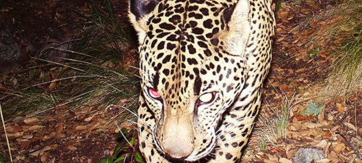 Endelig er mystiske «El Jefe» - USAs eneste ville jaguar - fanget på film Endelig er mystiske «El Jefe» - USAs eneste ville jaguar - fanget på film