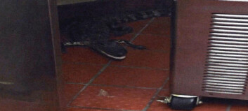 Kastet alligator gjennom vinduet på drive-thru-restaurant og stakk av fra regninga Kastet alligator gjennom vinduet på drive-thru-restaurant og stakk av fra regninga