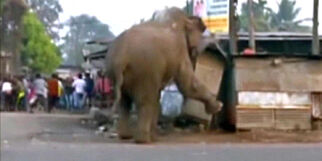 image: Redd elefant gikk berserk etter at den forvillet seg inn i landsby i India