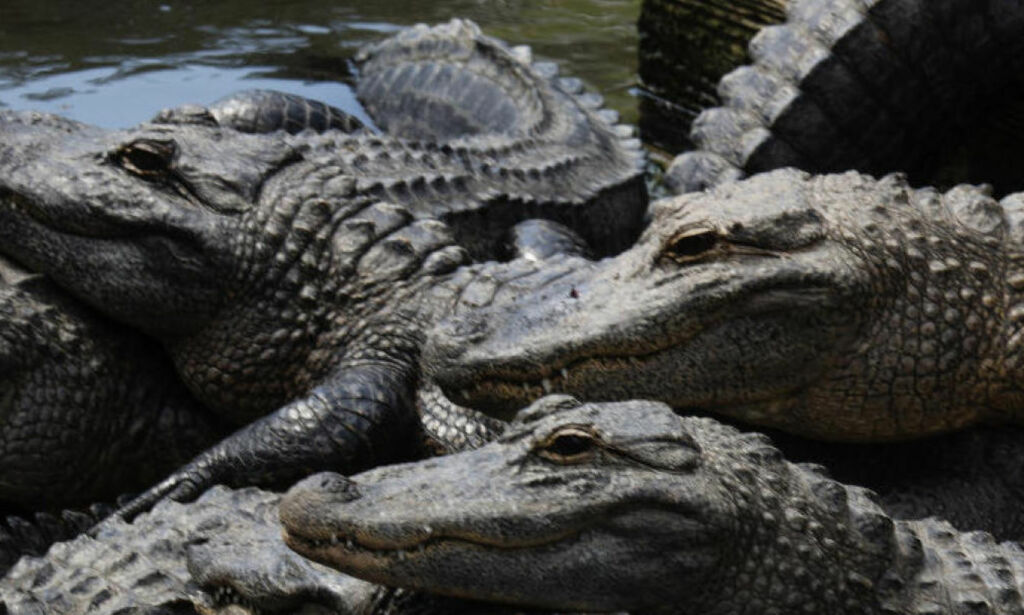 image: På alligatorjakt i Florida: - Hvilket helvete av bibelske dimensjoner
