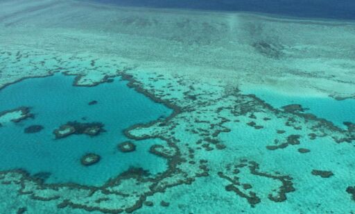 image: - 95 prosent av Great Barrier Reef er alvorlig bleket, og halvparten kan dø innen en måned
