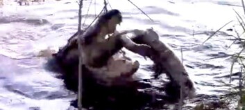 Naturfotograf fanget uhyggelig syn på video: Alligator går løs på en av sine egne Naturfotograf fanget uhyggelig syn på video: Alligator går løs på en av sine egne