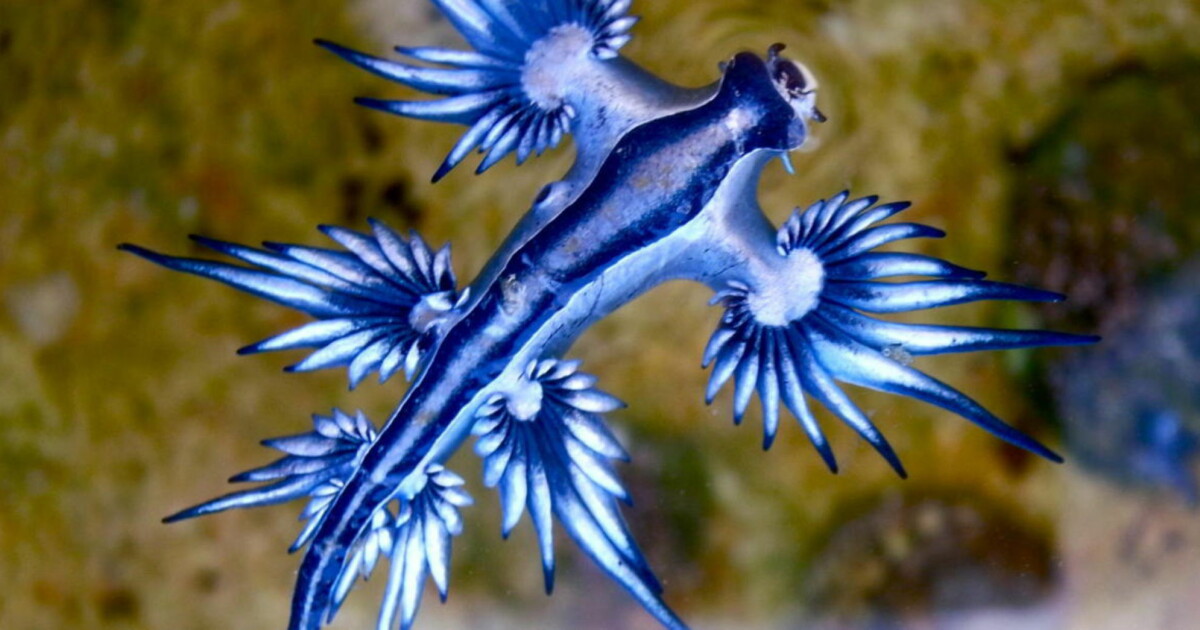 Denne giftige «Blå Dragen» har skylt opp på ei strand i Australia ...