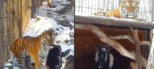 Geita ble kastet inn som tigermat. Nå er de uatskillelige Geita ble kastet inn som tigermat. Nå er de uatskillelige