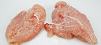 Tilbakekaller kyllingfilet etter listeria-funn Tilbakekaller kyllingfilet etter listeria-funn