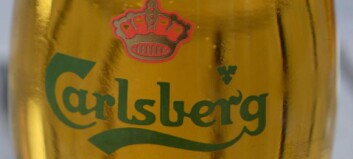 Carlsberg kaller tilbake øl fra 680 svenske serveringssteder Carlsberg kaller tilbake øl fra 680 svenske serveringssteder