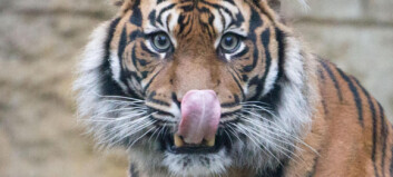 Tiger drepte dyrevokter i New Zealand - avlives ikke Tiger drepte dyrevokter i New Zealand - avlives ikke