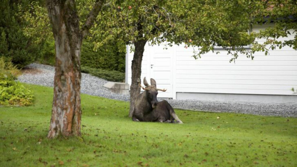 HØY PLOMMILLE: Elgen tok seg en pust i bakken etter å ha fått litt for mye innabords. Foto: Anita Gjøs/Østlandets Blad HØY PLOMMILLE: Elgen tok seg en pust i bakken etter å ha fått litt for mye innabords. Foto: Anita Gjøs/Østlandets Blad