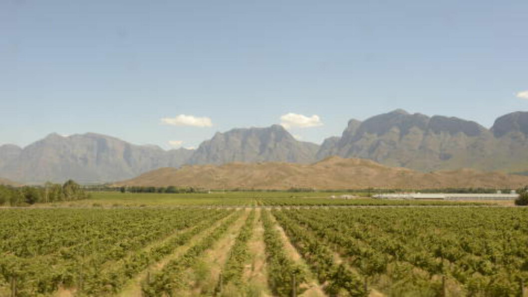 <strong>VINLAND:</strong> Turen fra Pretoria til Cape Town går gjennom noe av Sør-Afrikas vakreste landskap, inkludert vinområdene utenfor Cape Town. Foto: TORILD MOLAND <strong>VINLAND:</strong> Turen fra Pretoria til Cape Town går gjennom noe av Sør-Afrikas vakreste landskap, inkludert vinområdene utenfor Cape Town. Foto: TORILD MOLAND