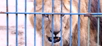 Her reddes løvene etter å ha blitt forlatt i nedlagt dyrepark Her reddes løvene etter å ha blitt forlatt i nedlagt dyrepark