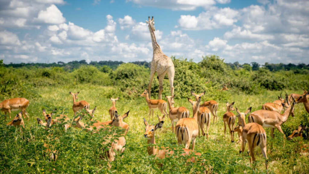 SAFARILIV: - Botswana er et av landene med de fineste, men merk deg også de dyreste, safariene. Så får du også valuta for pengene, sier Helge Baardseth i reisemagasinet Vagabond. Foto: EDWIN REMSBERG / ZUMA PRESS / NTB SCANPIX SAFARILIV: - Botswana er et av landene med de fineste, men merk deg også de dyreste, safariene. Så får du også valuta for pengene, sier Helge Baardseth i reisemagasinet Vagabond. Foto: EDWIN REMSBERG / ZUMA PRESS / NTB SCANPIX
