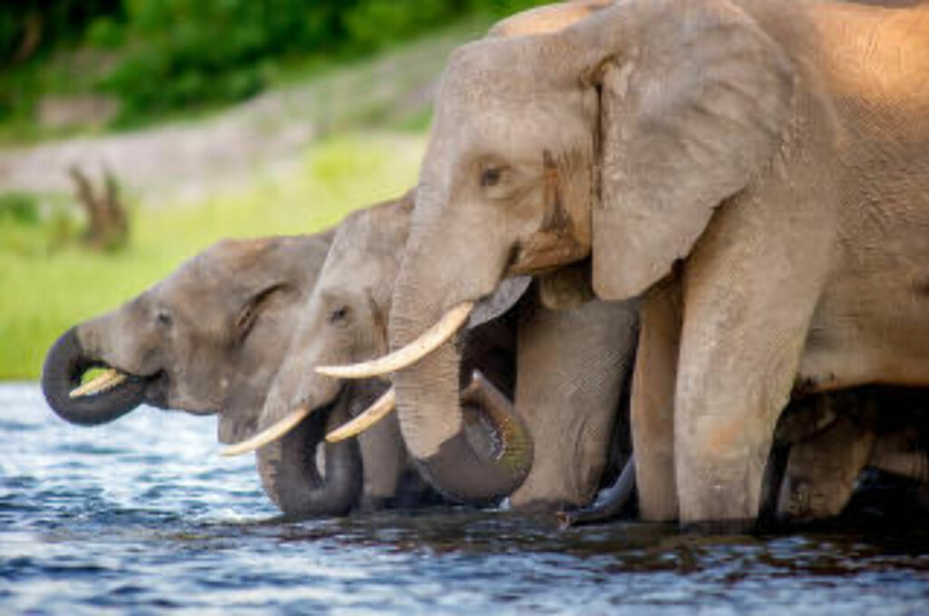 BEHAGELIG REISEMÅL: I tillegg til Botswana, er Sør-Afrika og Namibia gode alternativer som reisemål i Afrika, mener Vagabond-redaktør Helge Baardseth. Bonusen for alle tre er også at du slipper jetlag. Foto: EDWIN REMSBERG / ZUMA PRESS / NTB SCANPIX BEHAGELIG REISEMÅL: I tillegg til Botswana, er Sør-Afrika og Namibia gode alternativer som reisemål i Afrika, mener Vagabond-redaktør Helge Baardseth. Bonusen for alle tre er også at du slipper jetlag. Foto: EDWIN REMSBERG / ZUMA PRESS / NTB SCANPIX