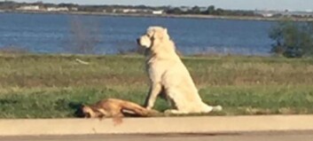 Hunden nektet å forlate sin døde venn etter at hun hadde blitt påkjørt Hunden nektet å forlate sin døde venn etter at hun hadde blitt påkjørt