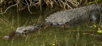Mann hånet alligator og hoppet uti vannet - ble drept Mann hånet alligator og hoppet uti vannet - ble drept