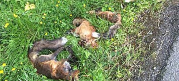 Fant død revefamilie dumpet i søppelsekk ved elva Fant død revefamilie dumpet i søppelsekk ved elva