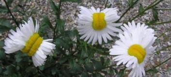 Hva har skjedd med disse deformerte blomstene i katastroferammede Fukushima? Hva har skjedd med disse deformerte blomstene i katastroferammede Fukushima?