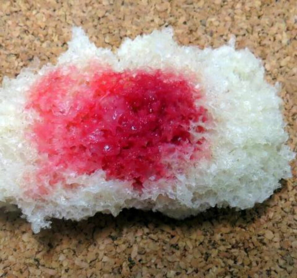 BLODIG BRØD: Store bakteriekolonier av Serratia marcescens har en karakteristisk rød farge, og vokser blant annet godt på brød. Det spekuleres i at denne røde pigmenteringen på brød kan være opphavet til den religiøse forestillingen om at brød er kristi legeme. Foto: Wikicommons BLODIG BRØD: Store bakteriekolonier av Serratia marcescens har en karakteristisk rød farge, og vokser blant annet godt på brød. Det spekuleres i at denne røde pigmenteringen på brød kan være opphavet til den religiøse forestillingen om at brød er kristi legeme. Foto: Wikicommons